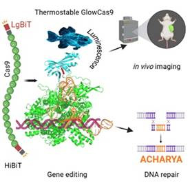 Photo of ग्लोकैस9: जीन संपादन में नई क्रांति