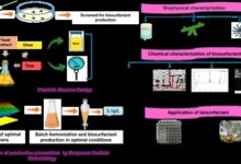 Photo of घी से बना ‘ग्रीन’ बायोसरफैक्टेंट! नॉर्थ ईस्ट संस्थान की खोज बदल सकती है कॉस्मेटिक इंडस्ट्री का चेहरा