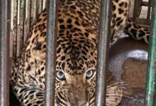 Photo of रिहायशी इलाके में दहशत का कारण बना नर तेंदुआ, रेस्क्यू के बाद सुरक्षित निगरानी में